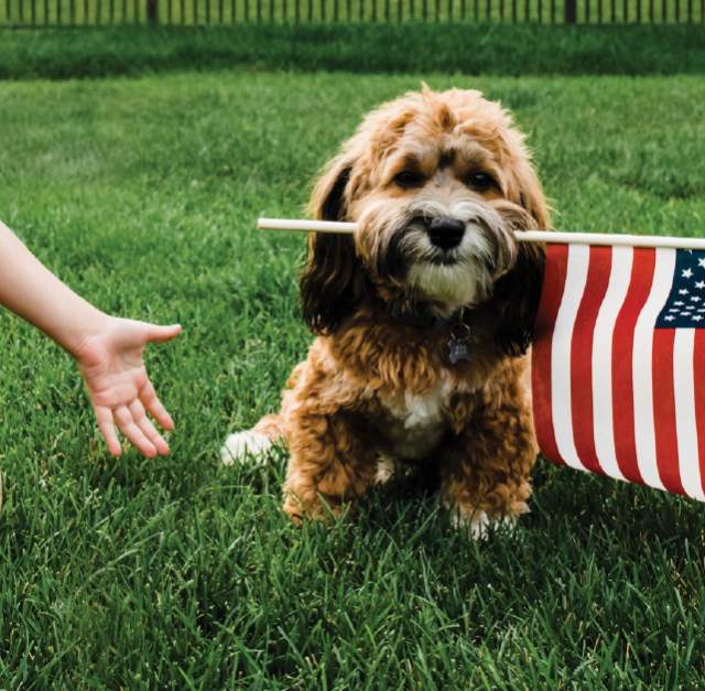 Dog-Friendly Spaces and Activities in Fayetteville, NC