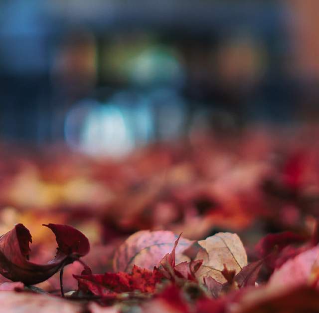 Holiday Traditions in Fayetteville