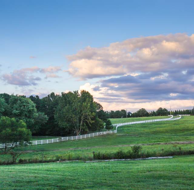 field and sky, Alegre Farms