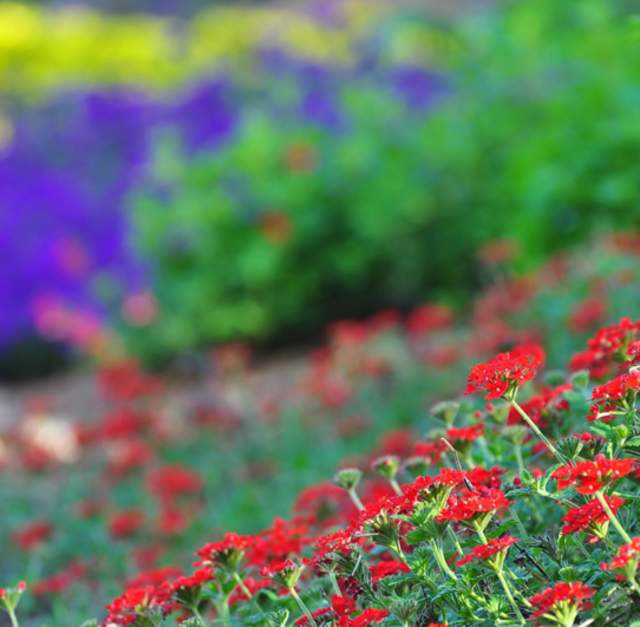 Cape Fear Botanical Garden