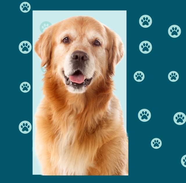 Paws for Reading