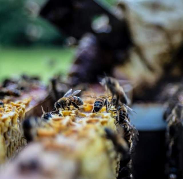Beekeeping and candle rolling workshop