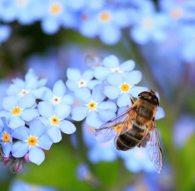 All the Buzz on Pollinators: Secrets to Choosing Plants They'll Love