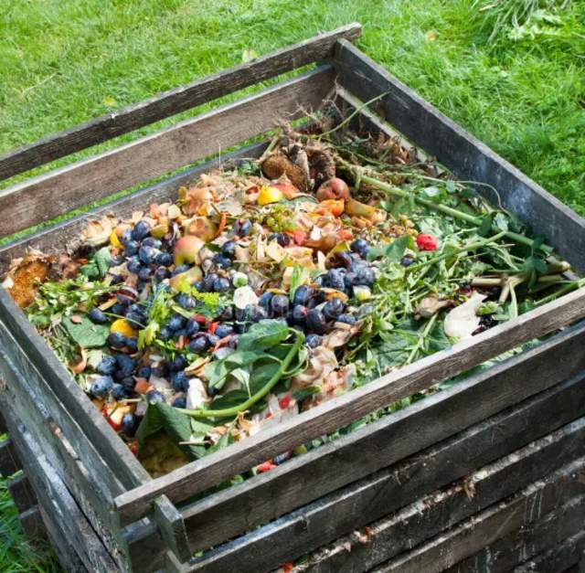 Feed Your Mind: Composting 101