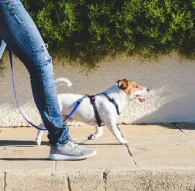 Dog Days of Summer - 3K Pup Walk