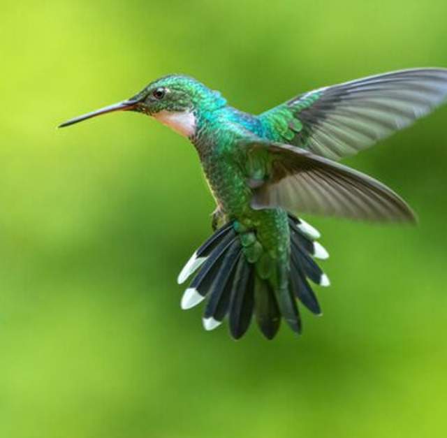 Hummingbirds in NC: A Banding Demonstration and Expert Q&A