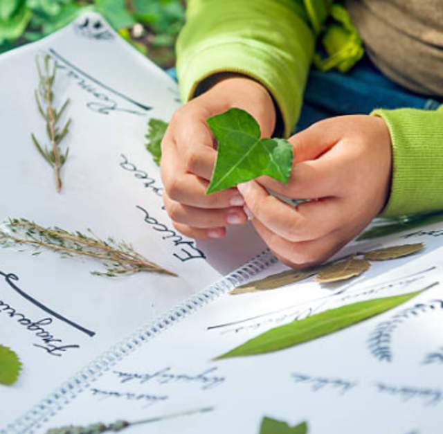Family Art Night: Get Started with Nature Journaling