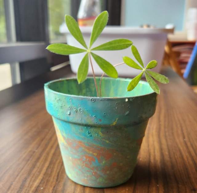 Adult Workshop: Hydro-Dipped Plant Pots
