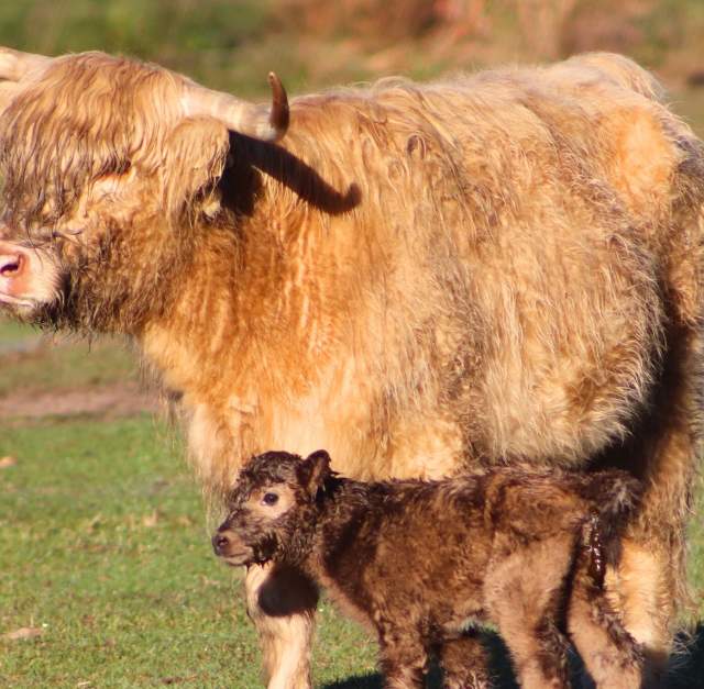 Hanging with the Highlands at Sweet Valley Ranch