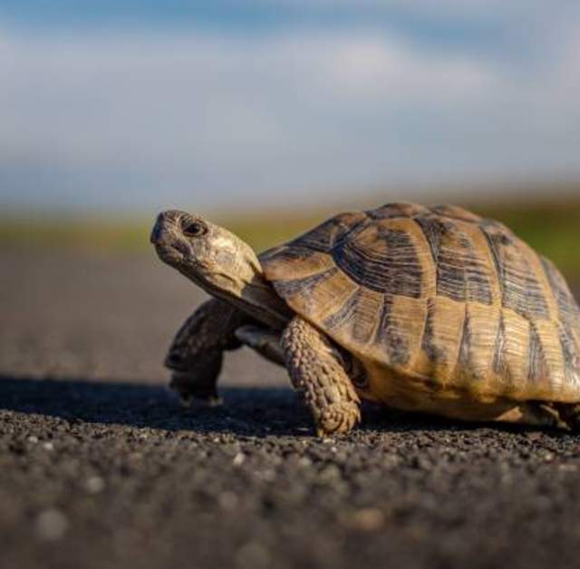 Park Ranger Chats at Bill Crisp Senior Center: Turtles