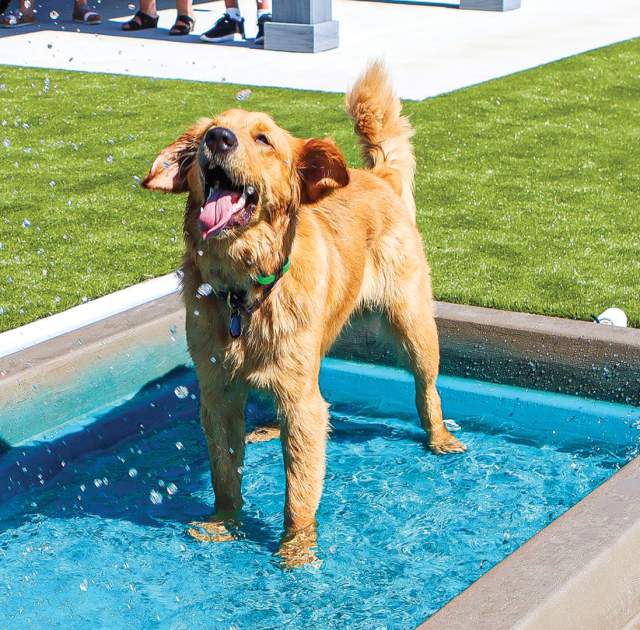 Dog at Dog Park