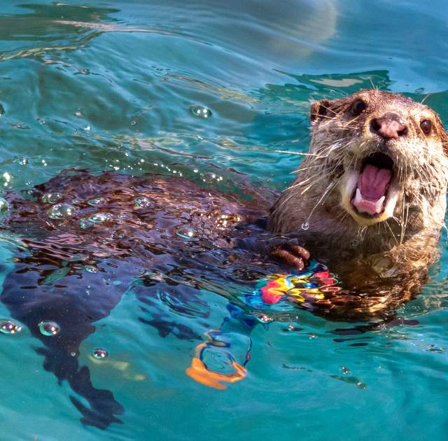 Coastal Wilds | AMAZING! Winterfest Exclusive