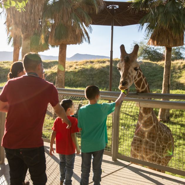 Feeding the giraffes at The Living Desert Zoo and Gardens