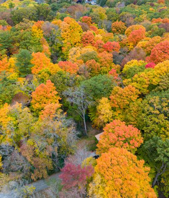 Fall Leaves