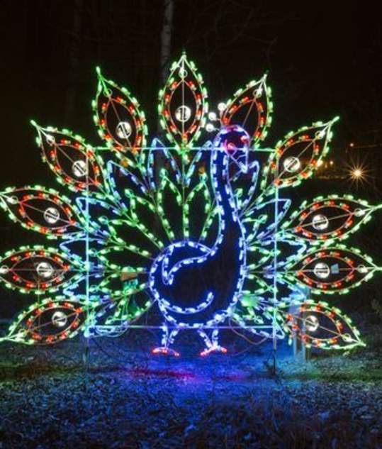 Peacock Display Lights in Lincoln Park via source