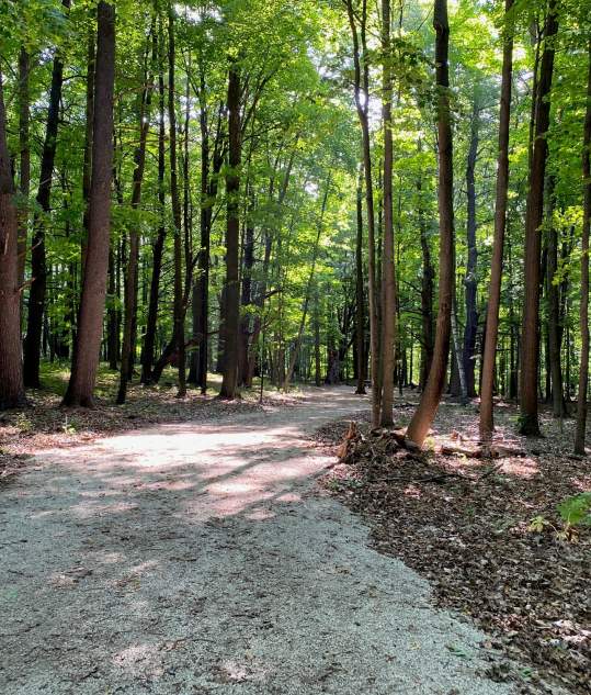 Camp Vits wooded gravel trail