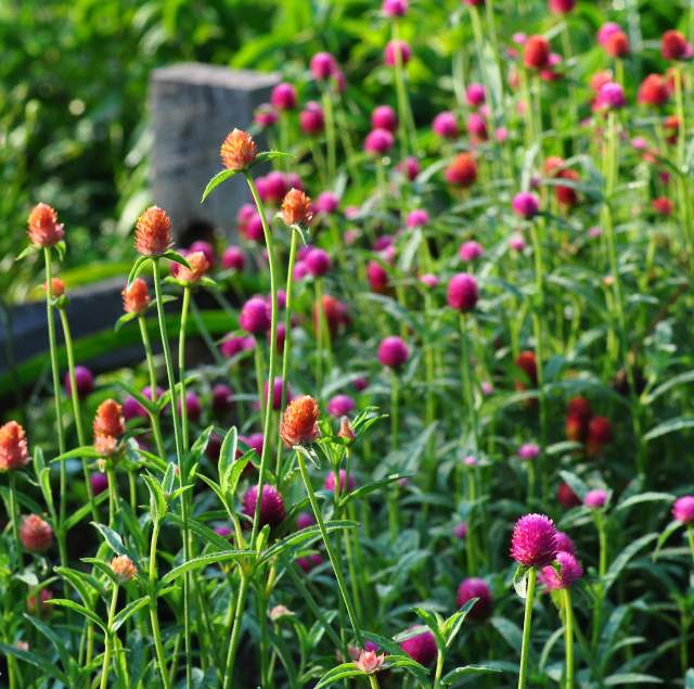 Gardens