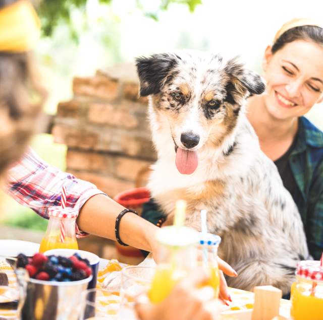 Dog-Friendly Restaurants with Gardens and Views