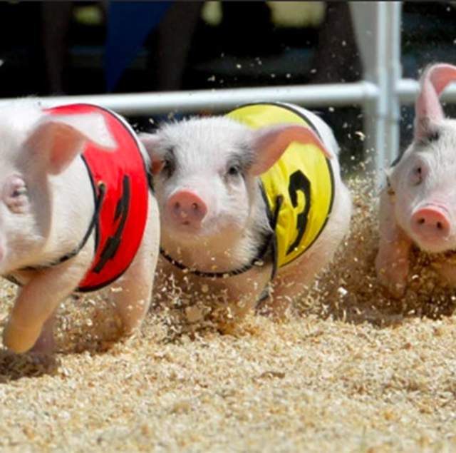 All Alaskan Racing Pigs at the San Mateo County Fair