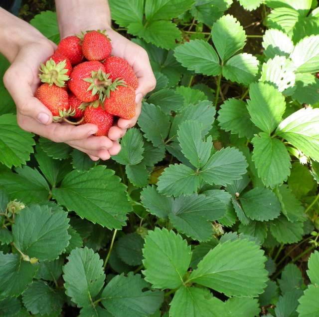 Strawberry U-Pick Farm
