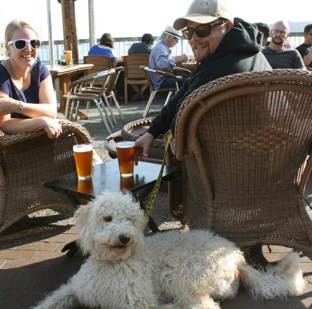 Dog at HMB Brewing Co.