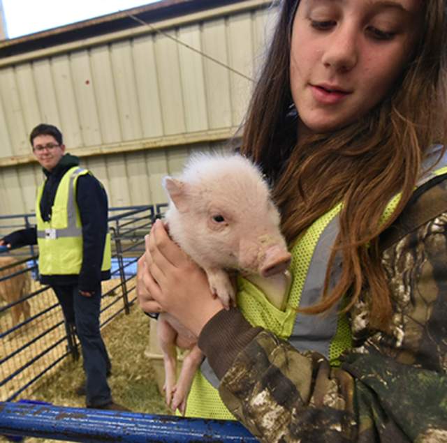 Live stock farm at the San Mateo County Event Center