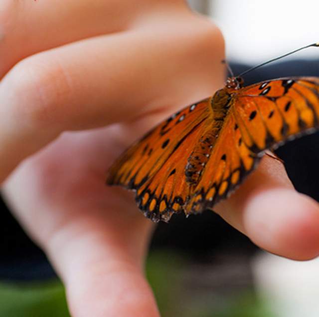 Butterfly on hand