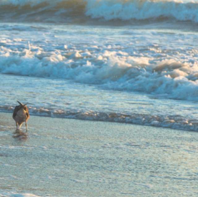 Seagulls at Linda Mar State Beach in Pacifica, California