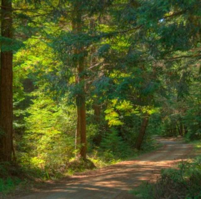 Pescadero Creek Park