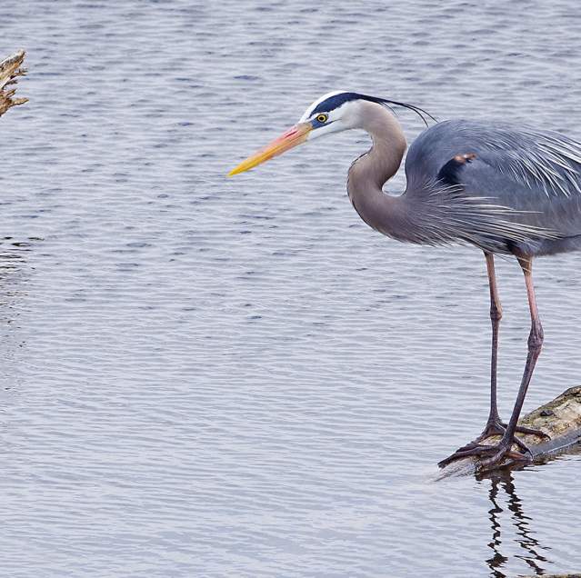 Blue Heron on the water in Northwest Indiana