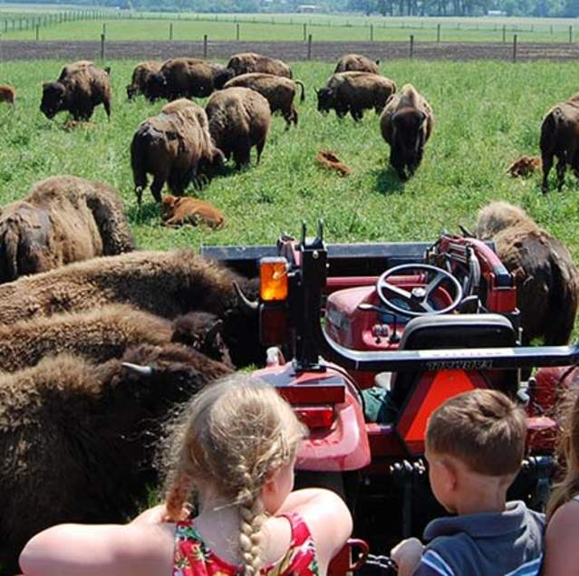 Broken-Wagon-Bison-Farm-Things-to-Do-South-Shore