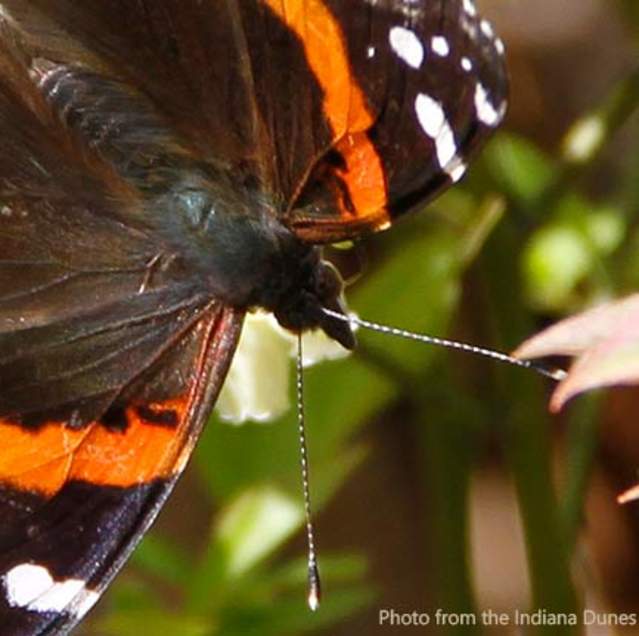 Butterfly-Cowles-Bog-Indiana-Dunes-Spring-Things-to-Do