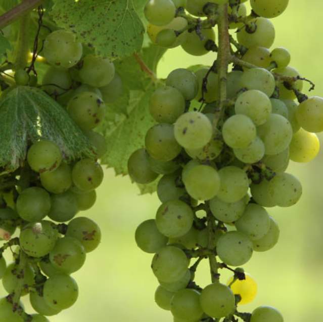 Carpenter-Creek-Cellars-grape-vine