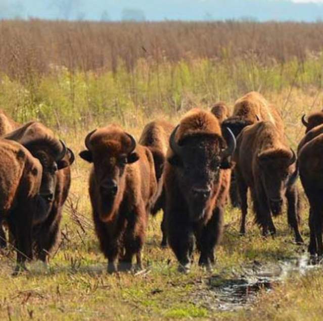 Newton-County-Kankakee-Sands-buffalo