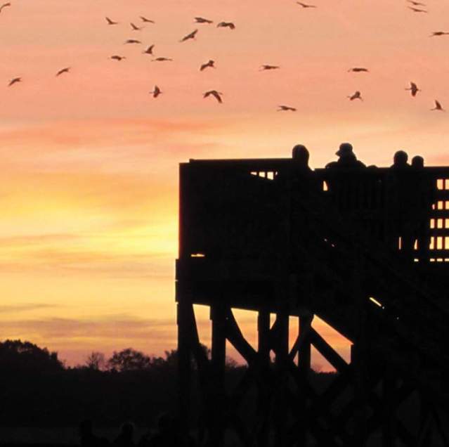 Sandhill-Cranes-Jasper-Pulaski-Northwest-Indiana-Bird-Watching