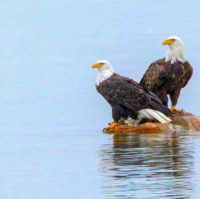 Bald Eagles sitting on rock in water