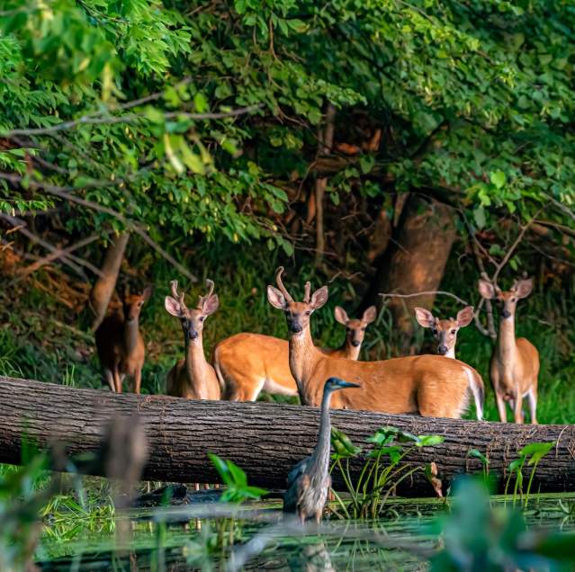 Deer, crane, woods, water