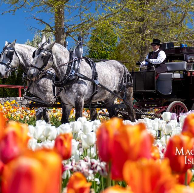 Mackinac Island Tourism