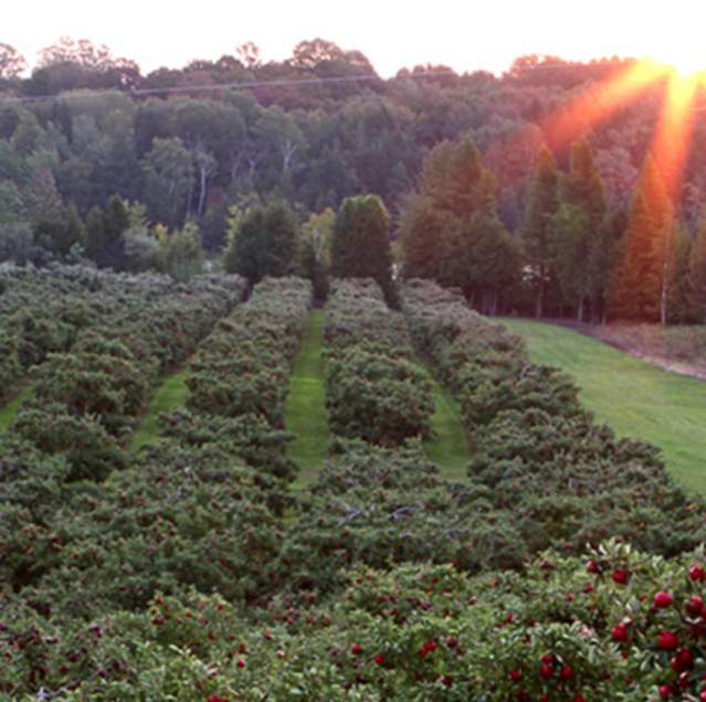 Friske-Orchards
