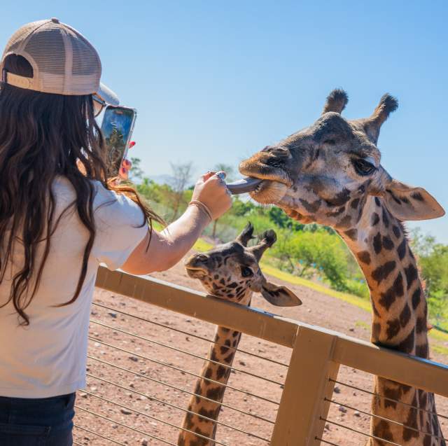 The Phoenix Zoo