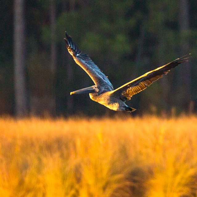 Gulf Coast Birding