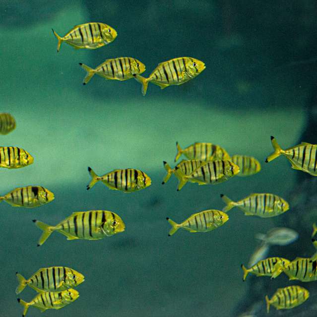 School of fish at Mississippi Aquarium