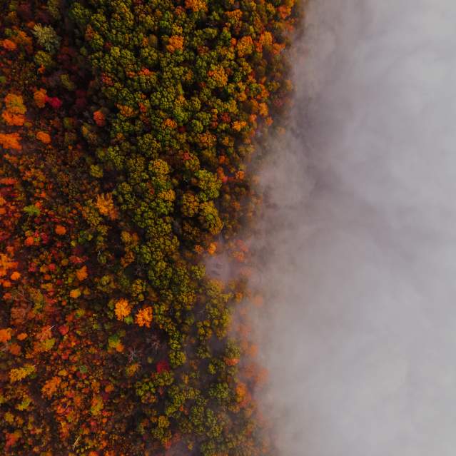 Aerial of Trees and Clouds-Green Ridge State Forest-Switzer
