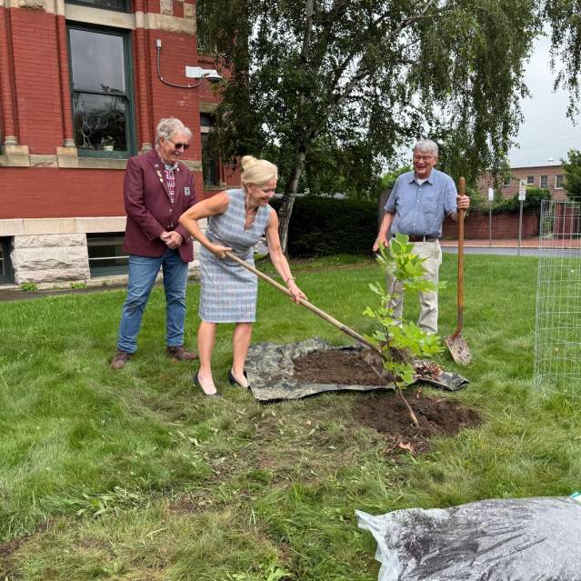 Community members planting a Liberty Tree descendant on the grounds of the Allegany County Courthouse in Cumberland, Maryland.