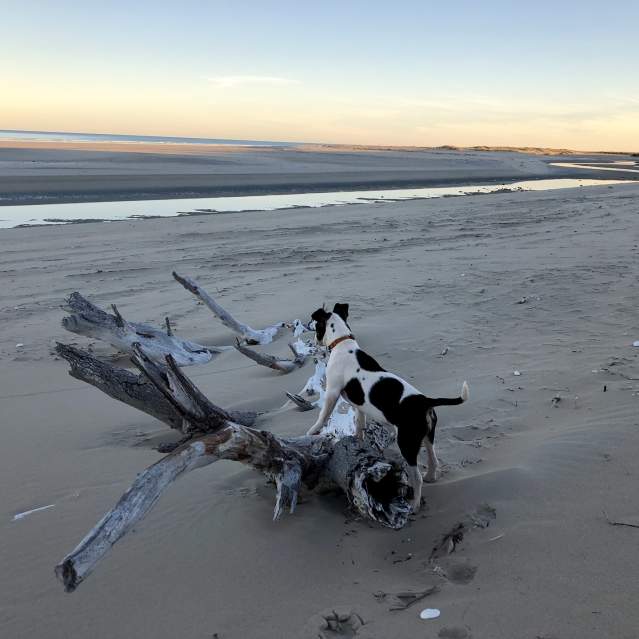 The Epic Pilbara Road Trip... for dogs!