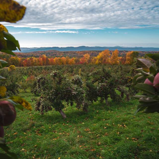 Fall at Hicks Orchard