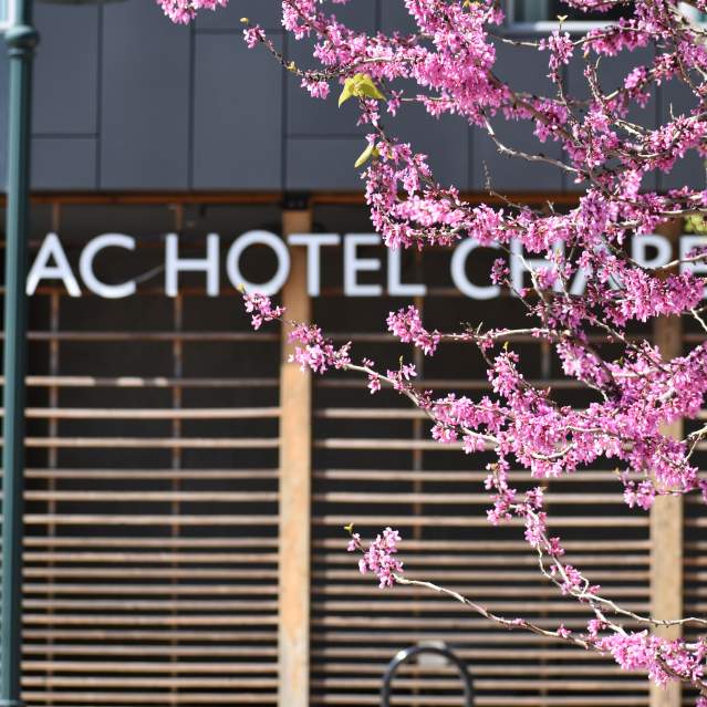 AC Hotel Chapel Hill - Spring Red Bud