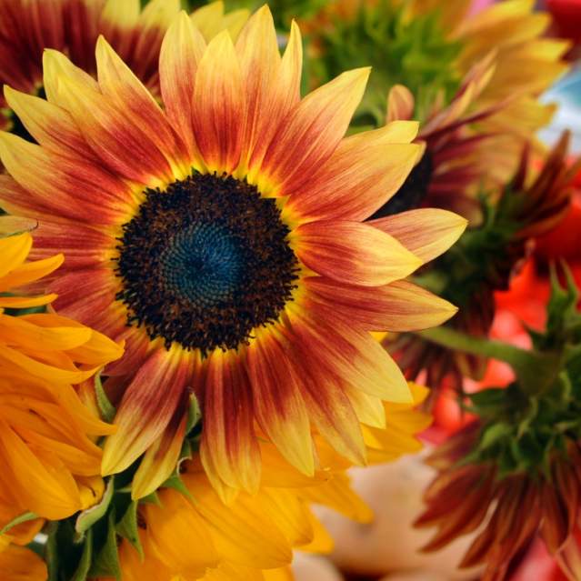 Flowers