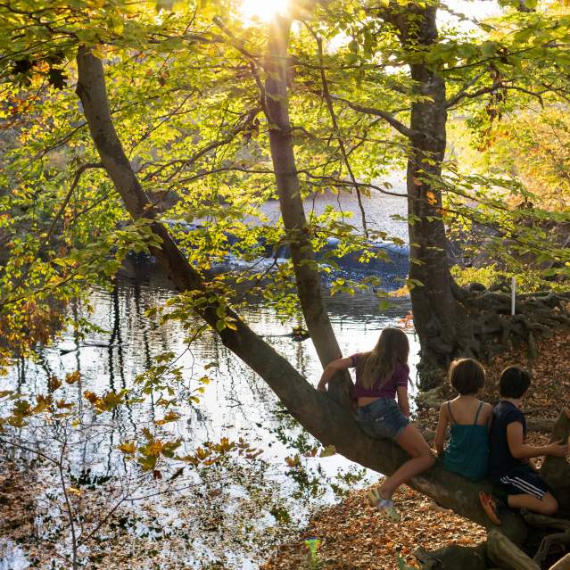 Children in a Tree Overlooking the Eno River