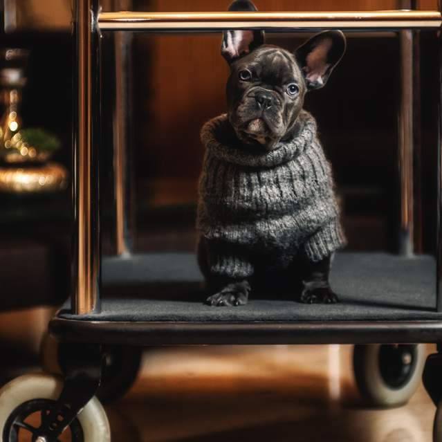 Dog on Luggage Cart at Pet Friendly Hotel